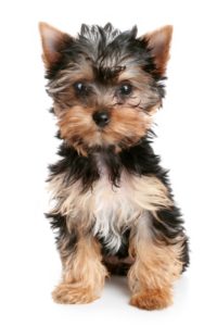 Small Dog for the Video Series Registration