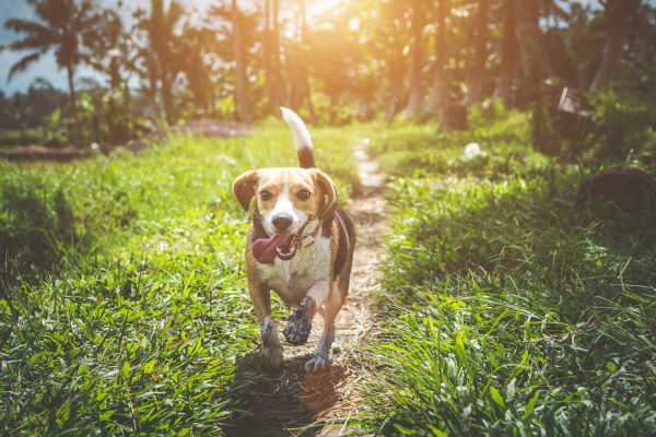 Adult beagle walking in grass field on maui